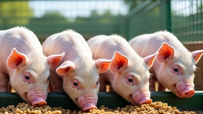 9 Haziran'da domuz eti fiyatları: Düşüş trendi devam ediyor, bazı bölgelerde fiyatlar 62.000 VND/kg'a kadar geriledi.
