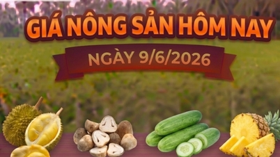 Harga produk pertanian hari ini, 9 Juni: Harga durian Thailand tetap tinggi.