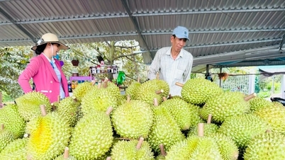 Xuất khẩu rau quả tăng: Cơ hội lớn đi cùng sức ép chuẩn hóa