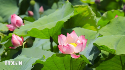 Lao Cai: Viet Hong shines brightly with lotus blossoms in summer.
