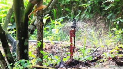 Menerapkan teknologi penanggulangan kekeringan secara proaktif untuk melindungi ribuan hektar kebun jeruk.