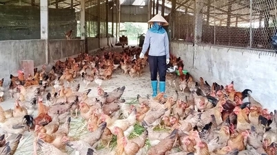 Rar întâlnită în Vietnam, Thai Nguyen are o fermă imensă unde poți vedea produse organice peste tot - țestoase organice, găini organice.