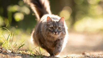 Kucing yang berkeliaran bebas dapat membawa banyak kuman ke rumah.
