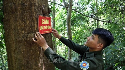 Kesenjangan dalam pengelolaan hutan lindung - Artikel terakhir