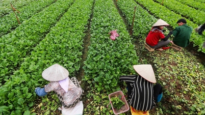 Vietnam está a punto de introducir nuevos estándares para la seguridad de las verduras, pero estos no sustituirán a VietGAP.