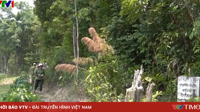 দীর্ঘস্থায়ী তাপপ্রবাহের কারণে কোয়াং গাই-এর ৮৮০ হেক্টরেরও বেশি বনভূমি দাবানলের উচ্চ ঝুঁকিতে রয়েছে।