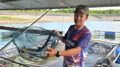 Nuôi cá chép giòn, biến hồ nước thành “nhà hàng nổi”, anh nông dân Quảng Trị bán đắt như tôm tươi