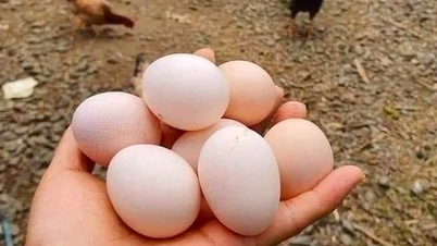 قیمت تخم مرغ به شدت کاهش یافته و مرغداران را در شرایط سختی قرار داده است.