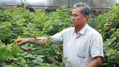 Nuôi trùn quế lấy phân để trồng cây phúc bồn tử, ông nông dân Lâm Đồng giàu lên, nhà sạch, người khỏe,