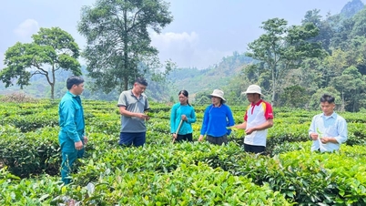 Obec Muong Khuong v provincii Lao Cai je krásná nová venkovská oblast s většími domy, úrodnými čajovými plantážemi a prosperující vesnicí.