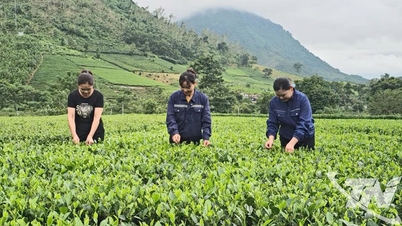 Thai Nguyen tartomány 325 hektárnyi új teaültetvényt telepített.