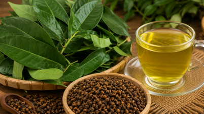 Er det bedre at drikke te lavet af bladene eller knopperne fra Vối-planten om sommeren?