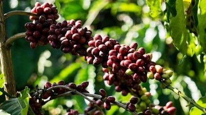 6月10日の農産物価格：コーヒーは反発、コショウは横ばい、米の輸出はわずかに減少。