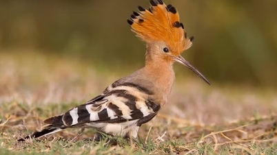 This is a rare and exotic bird, considered one of the most beautiful forest birds in Vietnam, and has made it onto the list of the world's most beautiful wild birds.