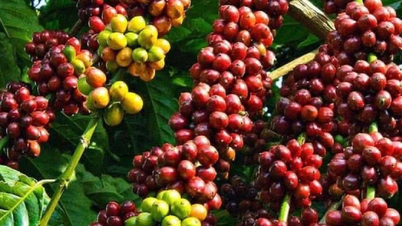 Berbalik kepada trend menaiknya, harga kopi domestik telah kembali kepada paras 85,500 VND/kg.
