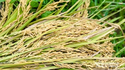 Prix ​​du riz aujourd'hui, 10 juin 2026 : Les prix du riz brut ont légèrement augmenté.