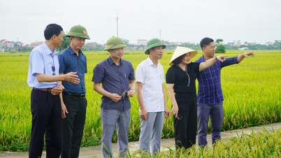 Kleefrijstvariëteit 415, geteeld in Binh Giang.