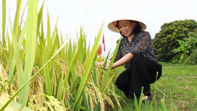 Dengan membudidayakan padi rendah emisi dan meningkatkan hasil panen hingga 30%, petani di provinsi Hai Phong, Hung Yen, dan Ninh Binh memperoleh keuntungan sebesar 20 juta VND per hektar.