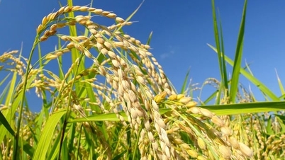 Petani Jepang meningkatkan luas lahan yang ditanami varietas padi tahan panas.