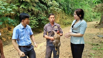 Egy Thanh Hoa tartománybeli Luong Son községben élő gazda mindössze néhány tucat csirkével kezdte, és mára egy olyan farmot épített, ahol csoportonként 14 000 csirkét tartanak.
