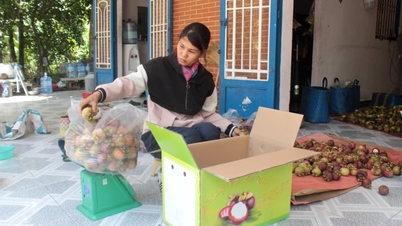 Măng cụt Lái Thiêu năm nay sai trĩu cành, nhà vườn vẫn thấp thỏm vì một nỗi lo lớn