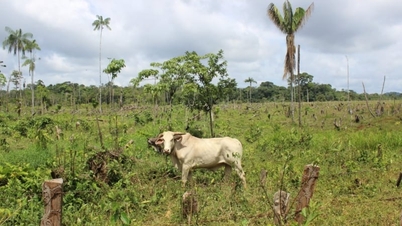 Kolombia mengesahkan undang-undang tentang ketelusuran daging sapi.