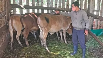 Skim elaun terkini untuk doktor haiwan peringkat komune di wilayah Gia Lai (termasuk kawasan wilayah Binh Dinh).