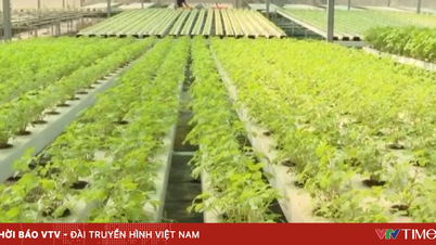 Vietnam akan segera memperkenalkan lebih banyak standar untuk sayuran yang aman.