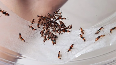 The venom of the blister beetle spreads from an unconscious hand slap.