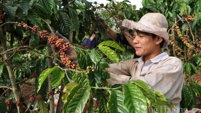 Harga kopi dunia mengalami kenaikan di semua lini.