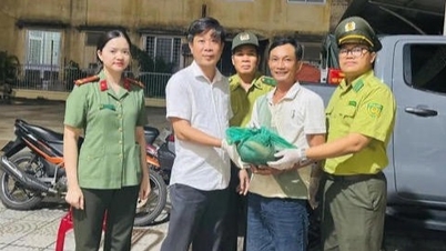 Localnicii au predat în mod voluntar un pangolin javanez rar.