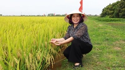 Wakil Direktur Dinas Pertanian dan Lingkungan Hai Phong: Dua "kendala" perlu diatasi untuk memperluas model padi rendah emisi di Delta Sungai Merah.