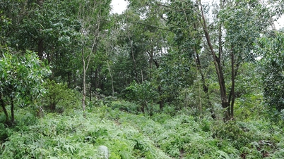 Bac Ninh approves forest land use plan for 2026 in Tan Dinh.