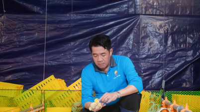 Mengoperasikan kompleks peternakan ayam broiler menggunakan teknologi Eropa di Tay Ninh.