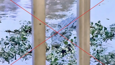 Nui Camin kunnan poliisi on todennut, että Vinh Tre -kanavassa oleva krokotiilin kuva on tekoälyn luoma.