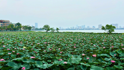 [Ảnh] Hà Nội: Hồ Tây vào mùa sen đẹp nhất năm