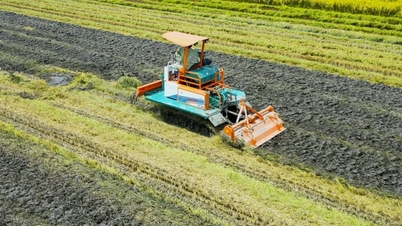 Transforming rice straw into a resource in the rice fields - cranes