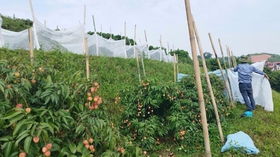 'Menutupi kebun leci dengan jaring'