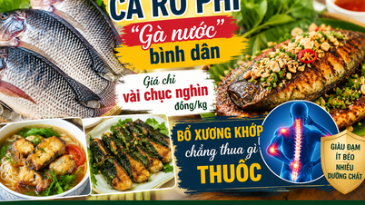 Jenis ikan ini, yang sering disebut sebagai "ayam air," hanya berharga beberapa puluh ribu dong per kilogram tetapi kaya akan nutrisi dan baik untuk tulang dan persendian orang paruh baya.