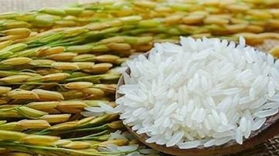 Az export rizs ára 100 VND/kg-mal csökkent, a rizspiac pedig június 12-én stabil maradt.