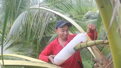 Tras la exitosa fusión de las antiguas provincias de Ben Tre y Tra Vinh, la nueva provincia de Vinh Long cuenta con un sector agrícola que aspira a alcanzar los mil millones de dólares.