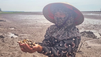 Follow the women of Ninh Binh's coastal region as they catch this creature that everyone in the village praises for its delicious taste.