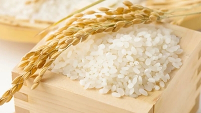 Prix ​​du riz aujourd'hui, 12 juin 2026 : Les prix du riz à l'exportation diminuent légèrement.