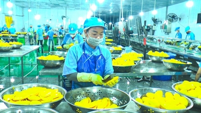 Dorongan untuk sukses di Thoi Hung berasal dari keterkaitan antara produksi pertanian dan pengolahannya.