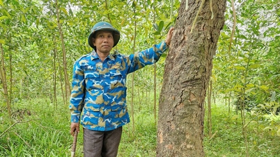 Untuk memastikan bahwa hutan kayu besar memberikan nilai berkelanjutan.