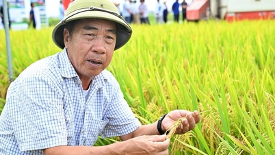 Tích hợp nhiều mắt xích trong mô hình lúa phát thải thấp