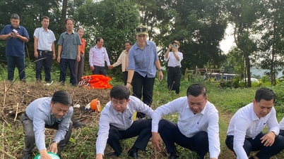 ดานัง: ปล่อยลูกปลา 7,500 ตัว เพื่อฟื้นฟูทรัพยากรทางน้ำในแม่น้ำกูเด