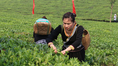 Digital transformation paves the way for a breakthrough in agricultural tourism in Lai Chau.