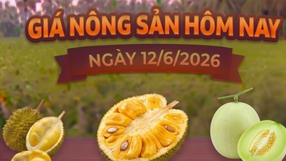 Harga produk pertanian hari ini, 12 Juni: Harga nangka Thailand berada pada level rendah.