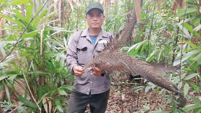 Conservation of key biodiversity areas
